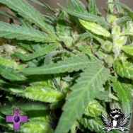 Gage Green Seeds Lemon Fuse